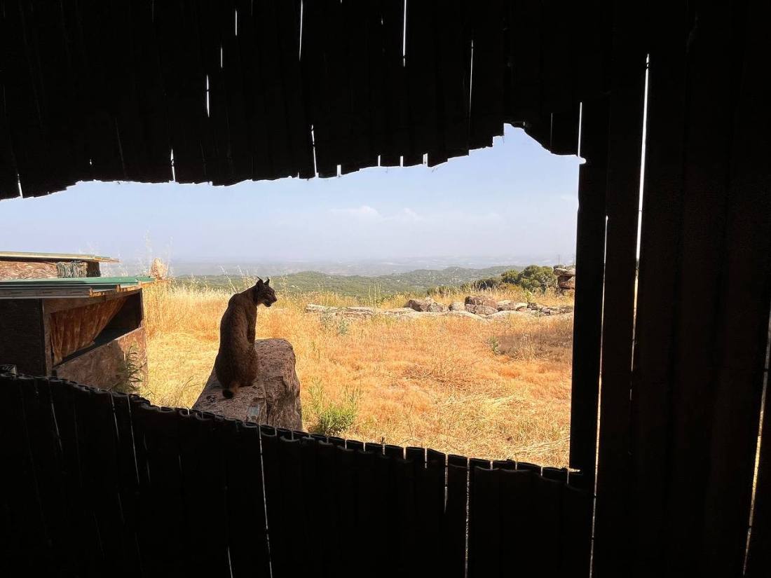 Hide fotográfico de madera en Cortijo Gato Clavo