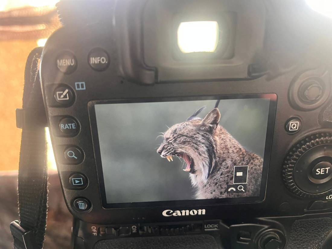 Fotografiar al lince ibérico