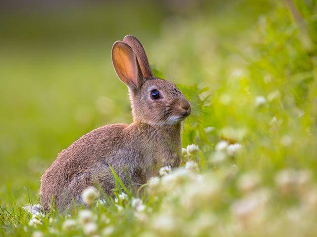 El lince y el conejo de monte