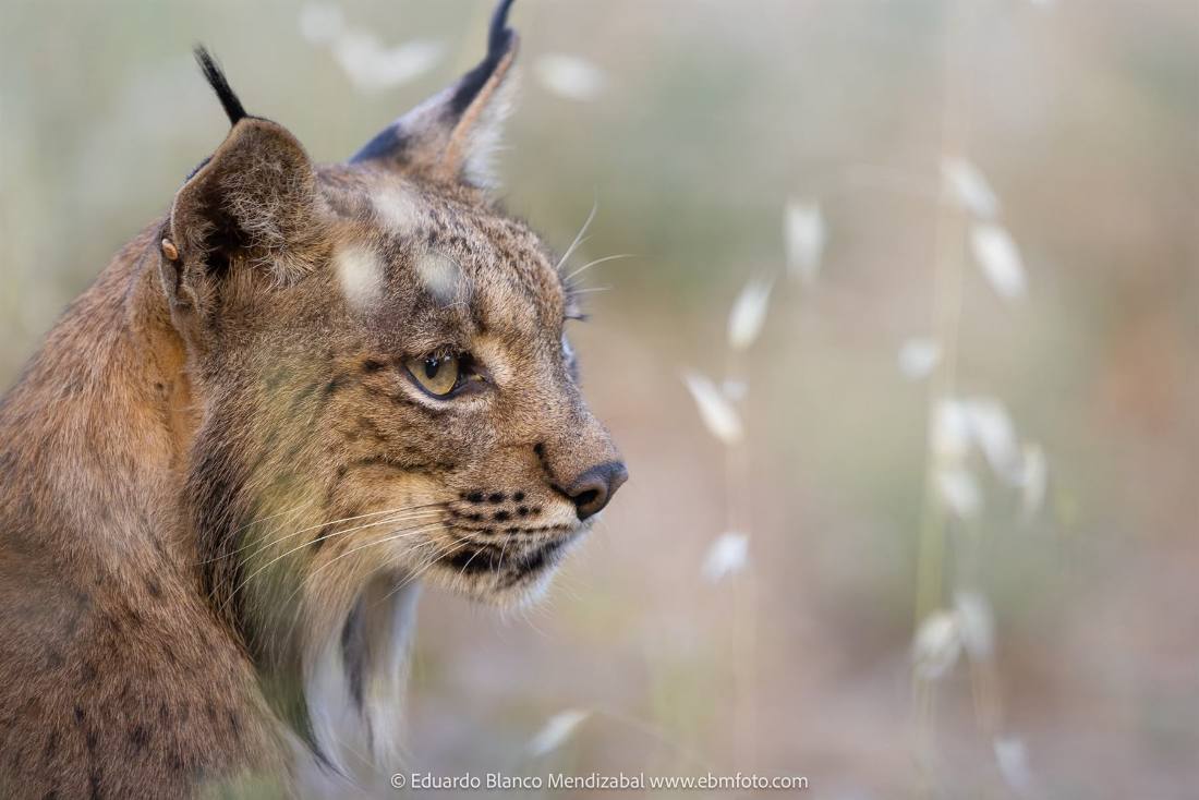 Mejor época para ver al lince