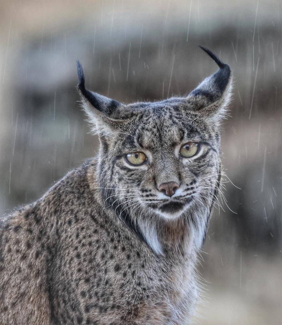 Historia del lince ibérico