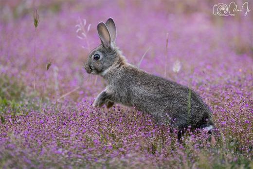 Fauna y finca de Gato Clavo: Conejo en lavanda