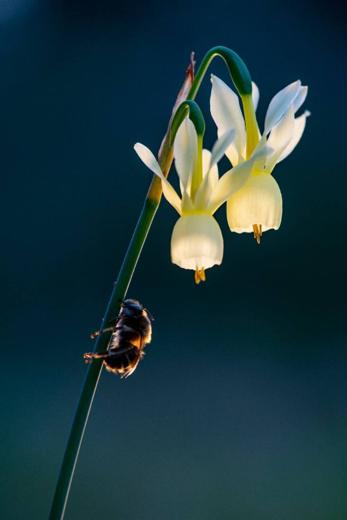 Paisaje mediterráneo de Gato Clavo: Flor silvestre