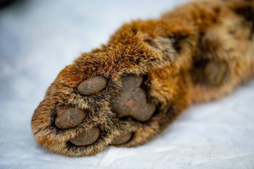 Experiencia Gato Clavo: Detalle de huella