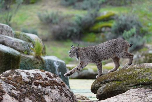 Lince ibérico en Gato Clavo: Ruta de agua