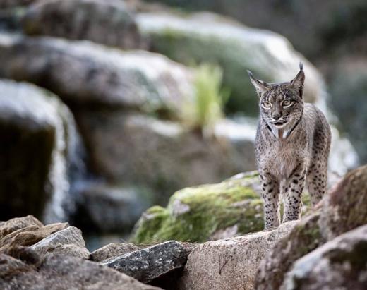 Lince ibérico en Gato Clavo: Paso en arroyo