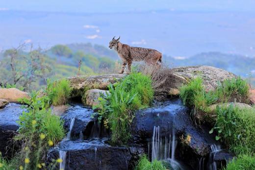 Lince ibérico en Gato Clavo: lince junto al agua