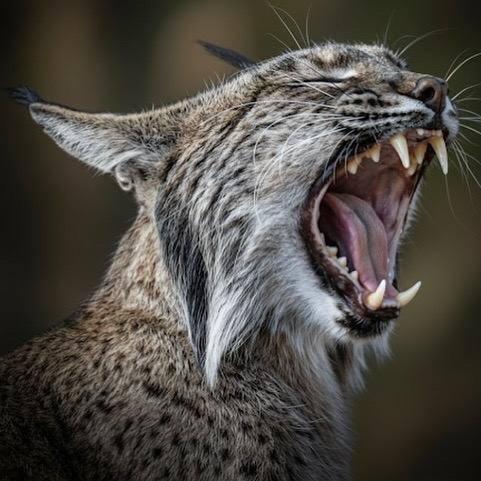 Lince ibérico en Gato Clavo: bostezo de lince