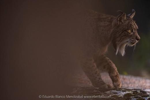 Lince ibérico en Gato Clavo: Carrera en sombra