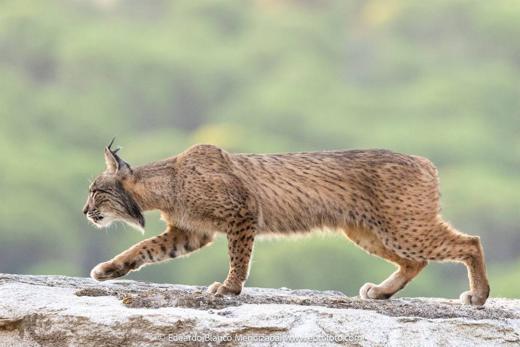 Lince ibérico en Gato Clavo: lince en carrera