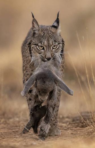 Lince ibérico en Gato Clavo: instante de caza
