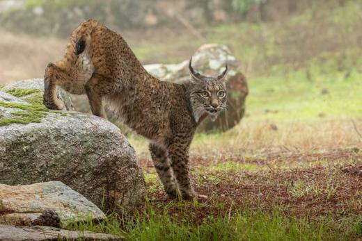 Lince ibérico en Gato Clavo: Estiramiento sobre roca