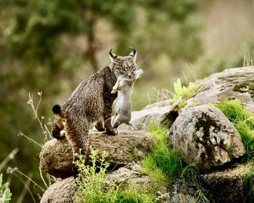 Lince ibérico en Gato Clavo: familia en rocas