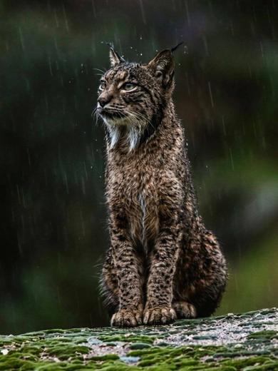 Lince ibérico en Gato Clavo: Lluvia y sombra