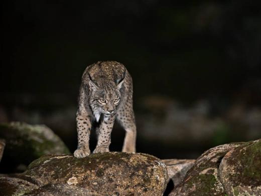 Lince ibérico en Gato Clavo: escena nocturna
