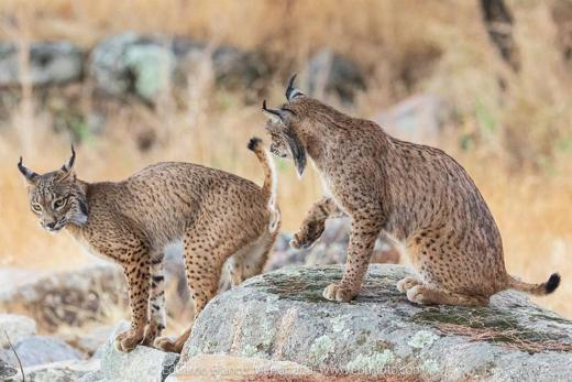 Lince ibérico en Gato Clavo: pareja de linces