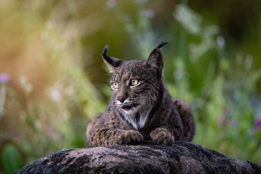 Lince ibérico en Gato Clavo: Pareja en encina