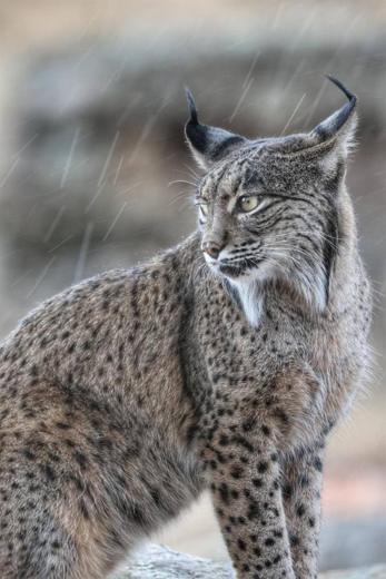 Lince ibérico en Gato Clavo: Perfil en neblina