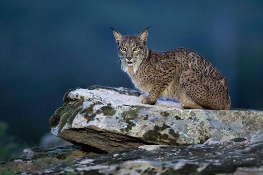 Lince ibérico en Gato Clavo: lince sobre roca azul