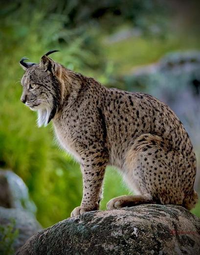 Lince ibérico en Gato Clavo: Lince sobre roca verde