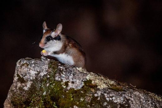 Fauna y finca de Gato Clavo: Fauna nocturna