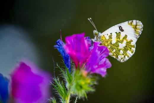 Experiencia de naturaleza en Gato Clavo: mariposa sobre flor
