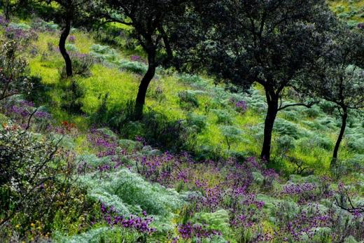 Finca Gato Clavo: olivar silvestre