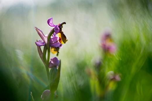 Experiencia de naturaleza en Gato Clavo: orquídea en pastizal