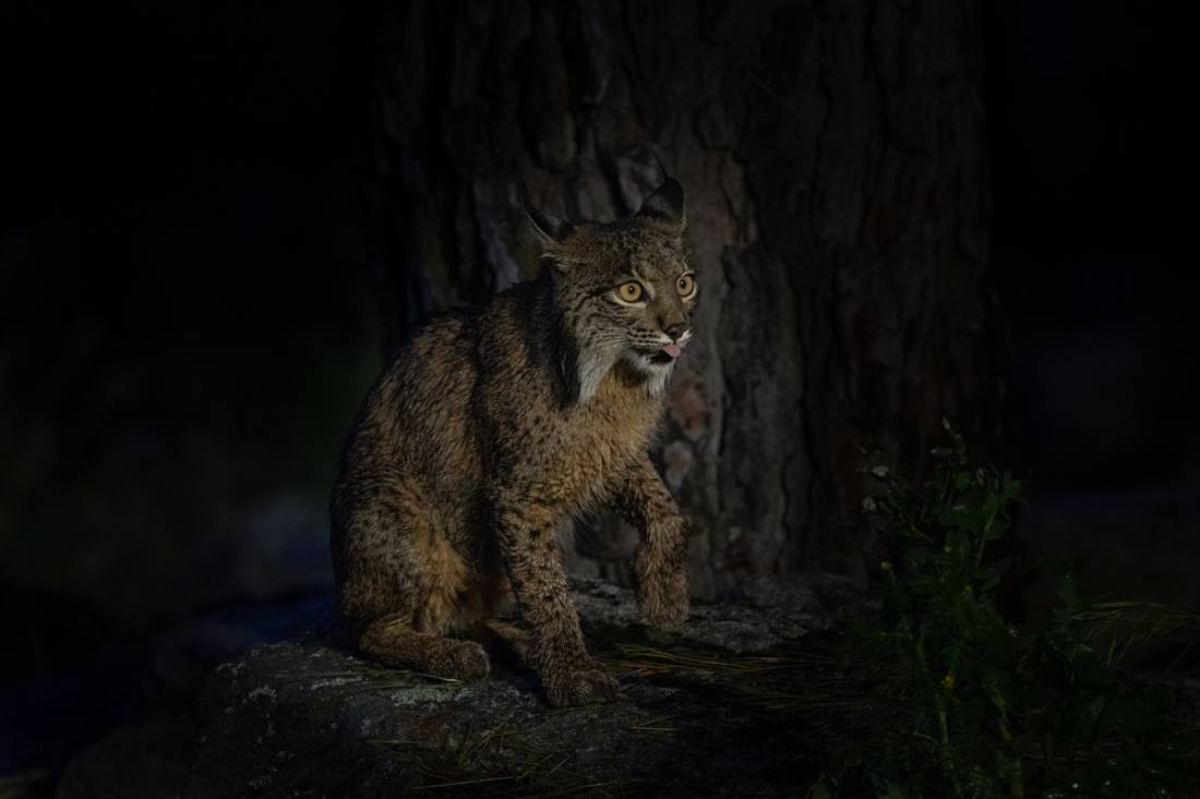 Lince ibérico en libertad en la Sierra de Andújar