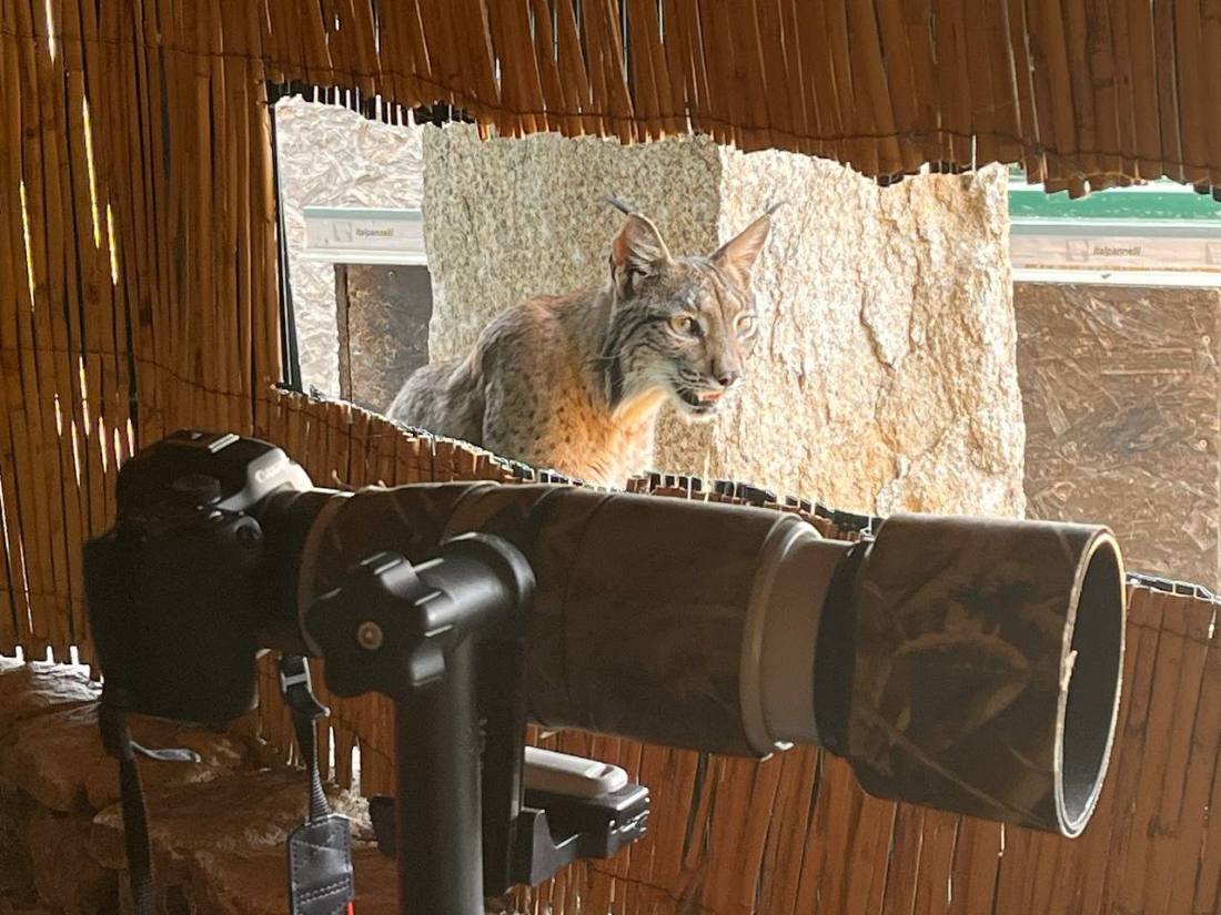 Lince ibérico visto desde el interior de un hide de Cortijo Gato Clavo
