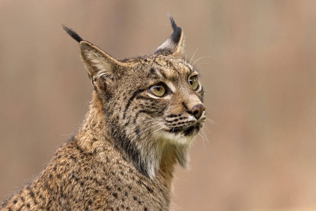 Retrato de un lince ibérico adulto con sus pinceles y patillas